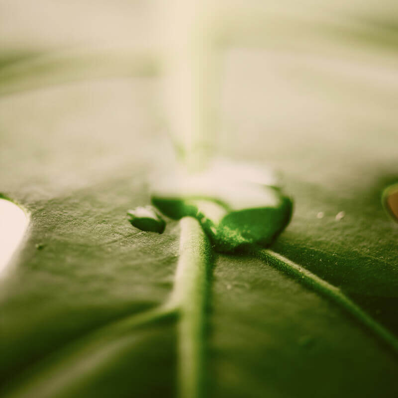 Tiszta energia - biogáz